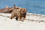 SHAR-PEI 157